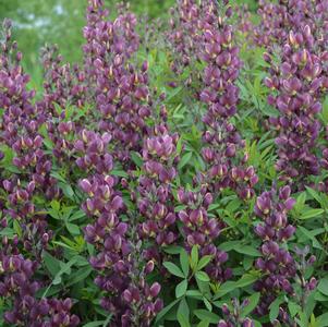 Baptisia 'Burgundy Blast'