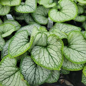 Brunnera macrophylla 'Frostbite'