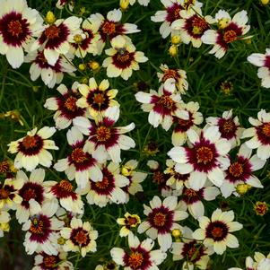 Coreopsis verticillata 