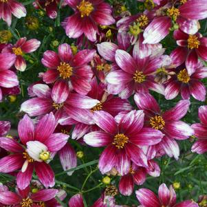 Coreopsis verticillata 