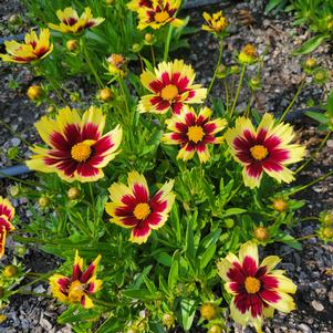 Coreopsis hybrida 'Super Star'