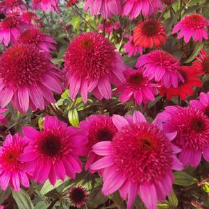 Echinacea x hybrida 'Balsmelux'