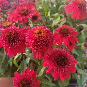 Echinacea x hybrida 'Balscawbux'