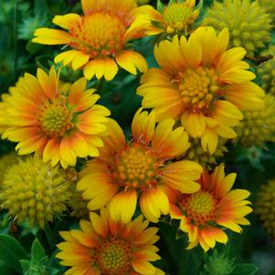 Gaillardia x grandiflora 'Arizona Apricot'