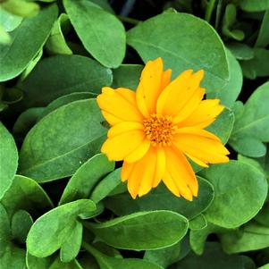 Coreopsis auriculata 'Nana'