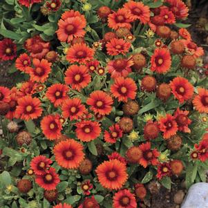 Gaillardia x grandiflora 'Arizona Red Shades'