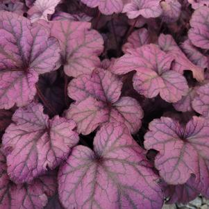 Heuchera x 'TNHEUFP'