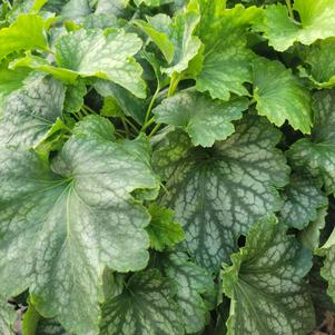 Heuchera x hybrida 'Carnival Cocomint'