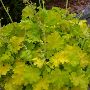 Heuchera x hybrida 'Lemon Love'