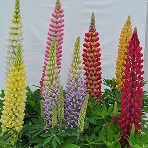 Lupinus polyphyllus 