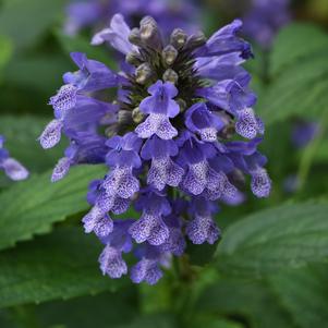 Nepeta subsessilis 'Balneplud'