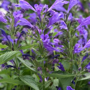 Nepeta subsessilis 'Balprelurp'