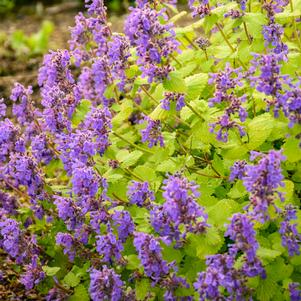 Nepeta 'Chartreuse on the Loose'