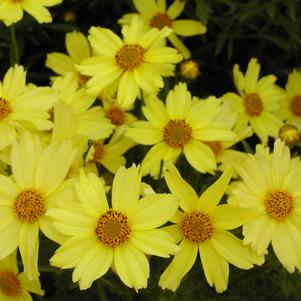 Coreopsis verticillata 'Creme Brulee'