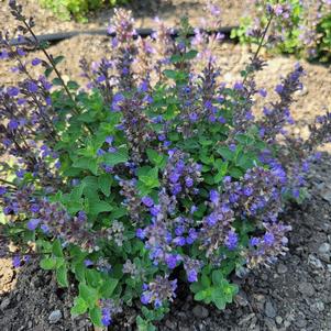 Nepeta faassenii 'Purrsian Blue'