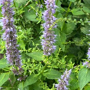 Agastache foeniculum 