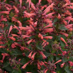 Agastache mexicana 'Balsumlora'