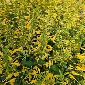 Agastache mexicana 'Balsumlem'