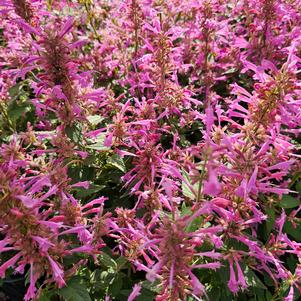 Agastache mexicana 'Balsumlilac'