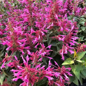 Agastache mexicana 'Balsumlmag'