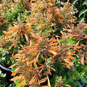 Agastache mexicana 'Balsumleac'