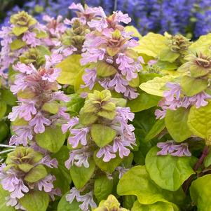 Ajuga tenorei 'Flashy Flamingo'