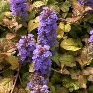 Ajuga tenorei 'Pleasant Pheasant'