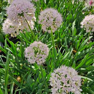 Allium x 'Bubble Bath'