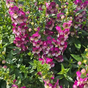 Angelonia angustifolia 'Baladaniob'