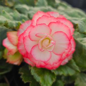 Begonia x tuberhybrida 