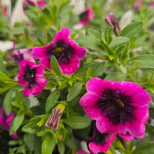 Calibrachoa hybrida 'BBCAL81801'