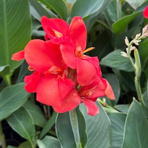 Canna x generalis 