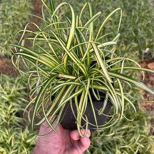 Carex x hybrida 'ET CRX904'