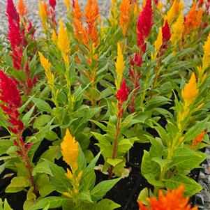 Celosia plumosa 