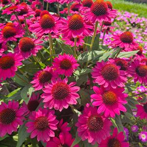 Echinacea x hybrida 'Balsomfand'