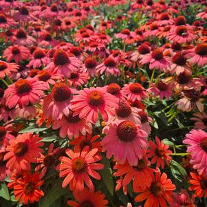 Echinacea x hybrida 'Balsomambo'