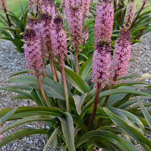 Eucomis x 'African Night'