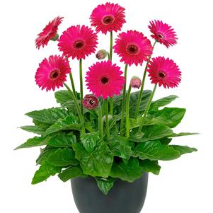 Gerbera jamesonii 