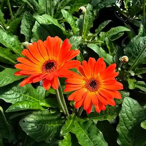 Gerbera jamesonii 