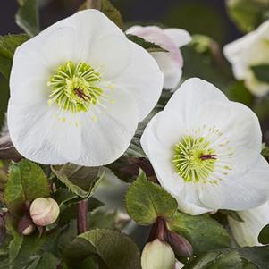 Helleborus glandorfensis 'COSEH 5500'