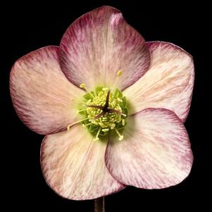 Helleborus glandorfensis 'COSEH 5100'