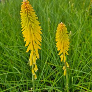Kniphofia uvaria 'KLEKN22193'