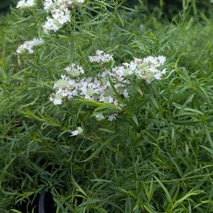 Pycnanthemum tenuifolium 
