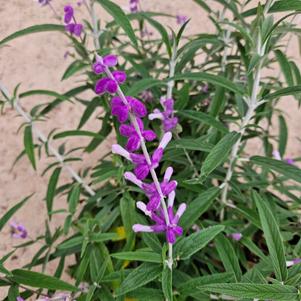 Salvia leucantha 