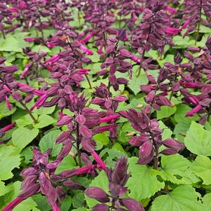 Salvia splendens 'PAS3292'