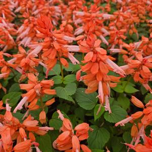 Salvia splendens 'PAS94671'