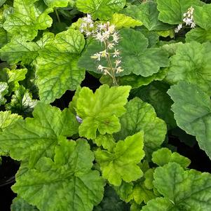 Tiarella cordifolia 
