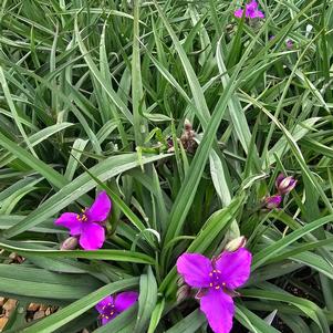 Tradescantia x 'Concord Grape'