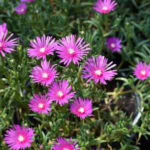 Delosperma cooperi 