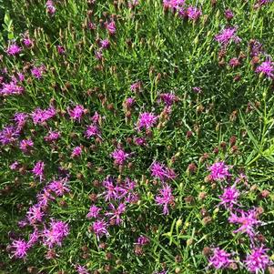 Vernonia lettermanii 